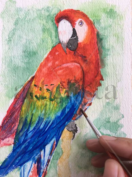 Guacamayo Rojo