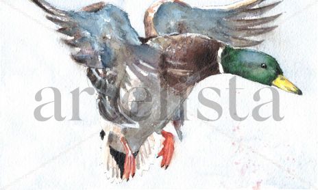 Plumas