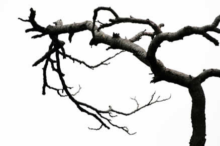 Nunca llueve eternamente (Y´s song)