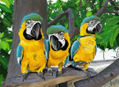 GUACAMAYAS