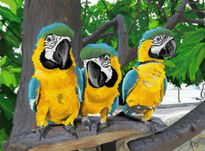 Guacamayas