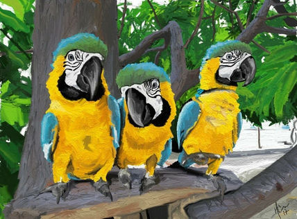 Guacamayas