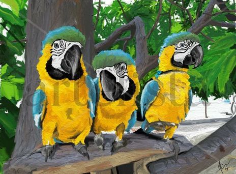 Guacamayas