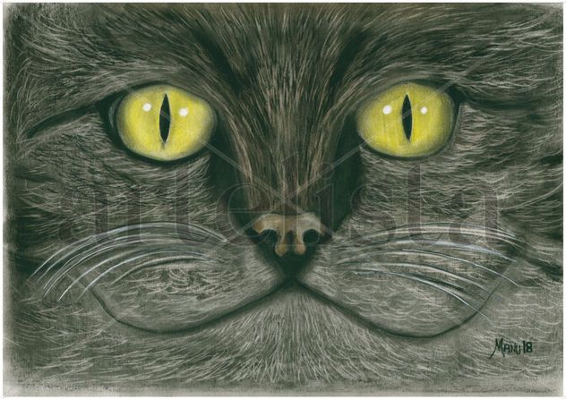 Gato Marron