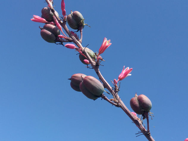 Hesperaloe campanulata (Flor y fruto)