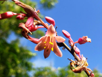 Flor de hesperaloe...