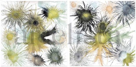 Diptych Exploflora...
