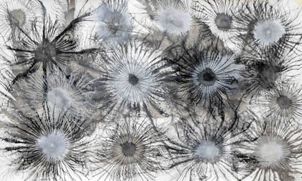 Exploflora Series...