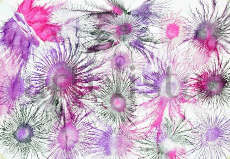 Exploflora Series...