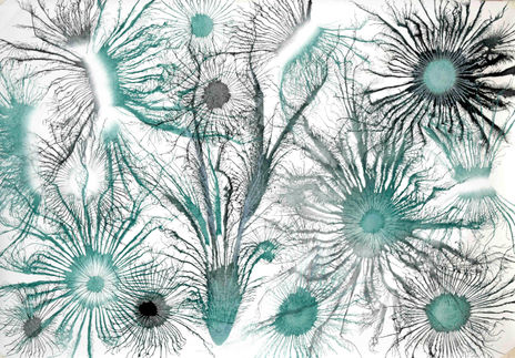 Exploflora Series...