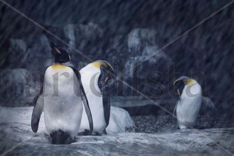 Pingüinos