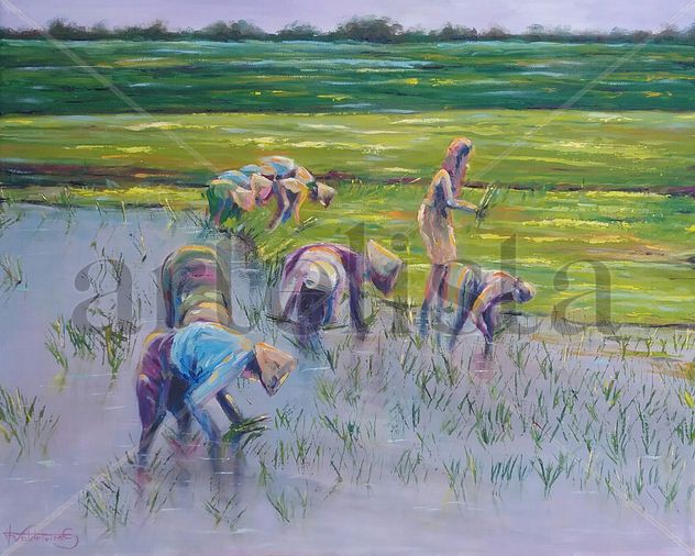 Arrozales