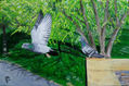 Palomas en el parque