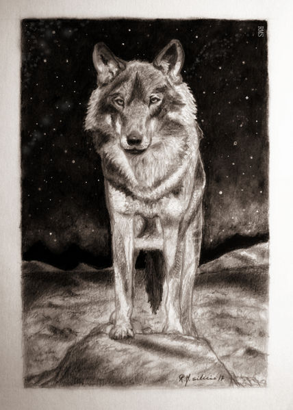 Iberian wolf