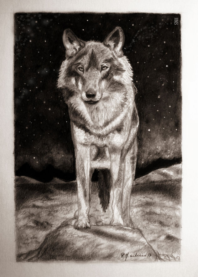 Iberian wolf