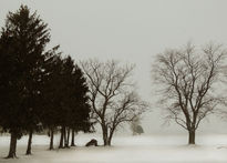 Snowy landscape...