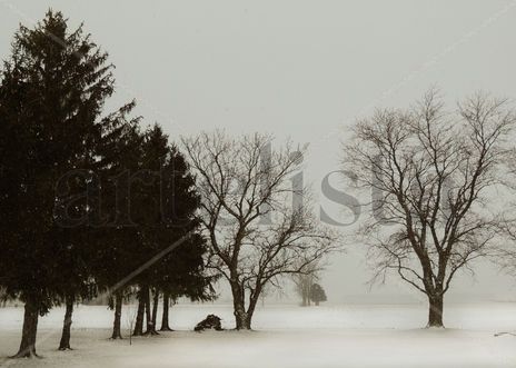 Snowy landscape...