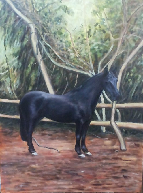 CABALLO 1,( GIOVANI VILLAGRA, JUNQUILAR, CONSTITUCION, CHILE).