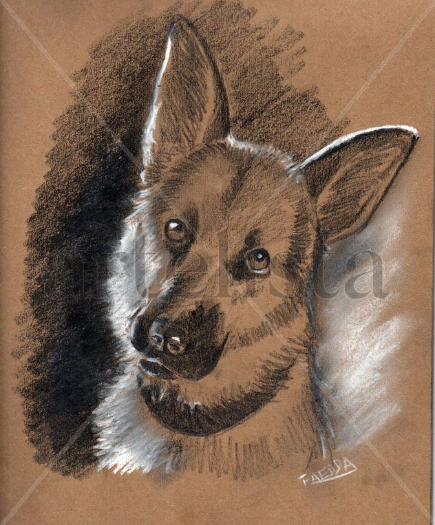 Retrato de macotas, portrait pet