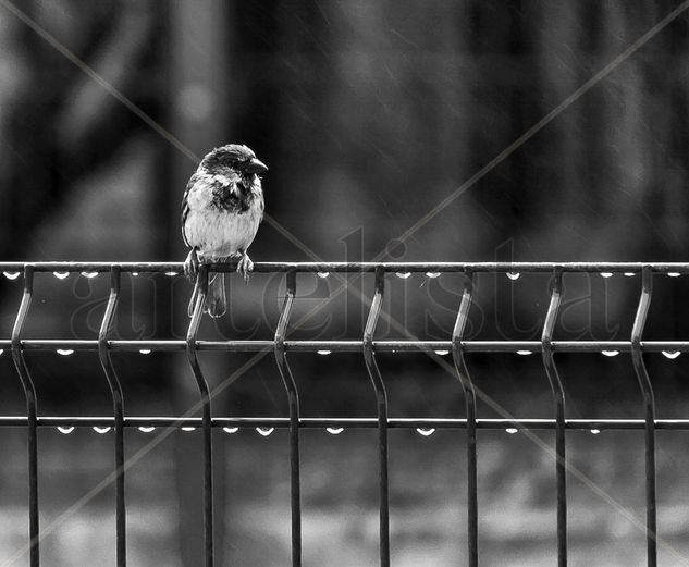 Tarde de lluvia Nature Black and White (Digital)