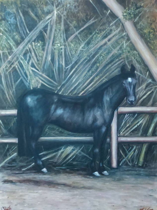 caballo 2, (Giovanni Villagra, junquillar, constitución, chile)