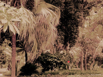 Palmeras