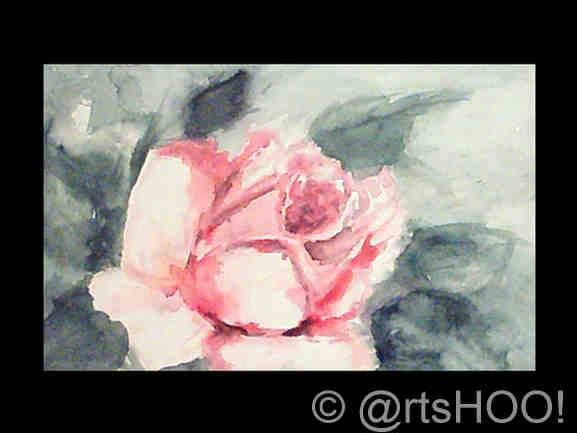 Rosa 