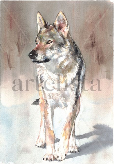 Lobo