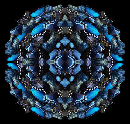 Midnight Morphosis