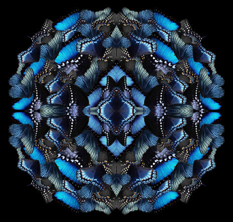 Midnight Morphosis