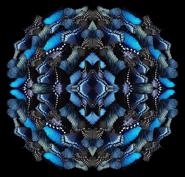 Midnight Morphosis