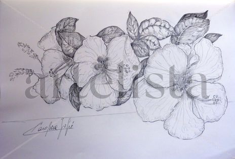 Ibiscus