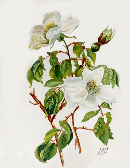 Flores
