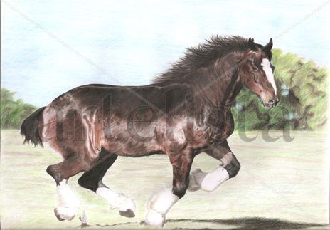 Caballo