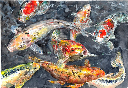 Carpas koi