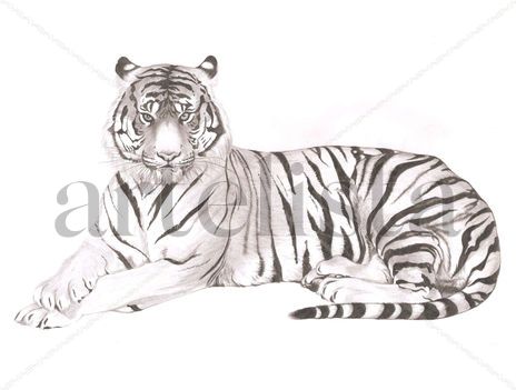 Tigre reposando