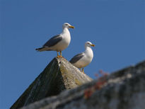 Gaviotas