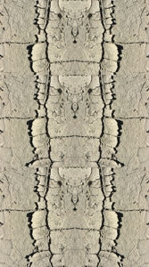Cromosoma 5
