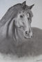 CABALLO