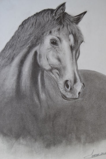 CABALLO Graphite