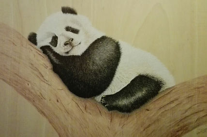 Oso  panda