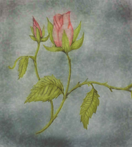 Rosa