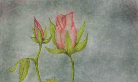 Rosas