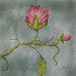 Rosas thumbnail 1