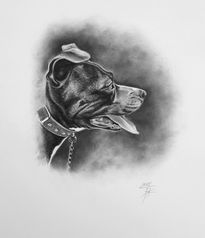 Retrato de un perro