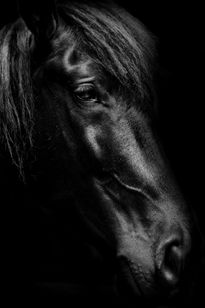 Black Horse