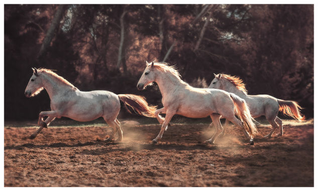 Caballos salvajes Otras temáticas Color (Digital)