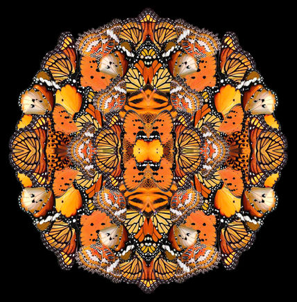 Daylight metamorphosis