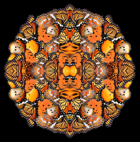 Daylight metamorphosis