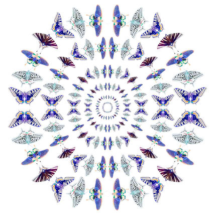 Winged rings